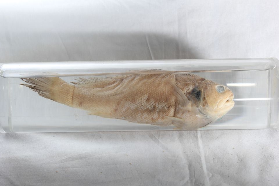 意昂体育4平台