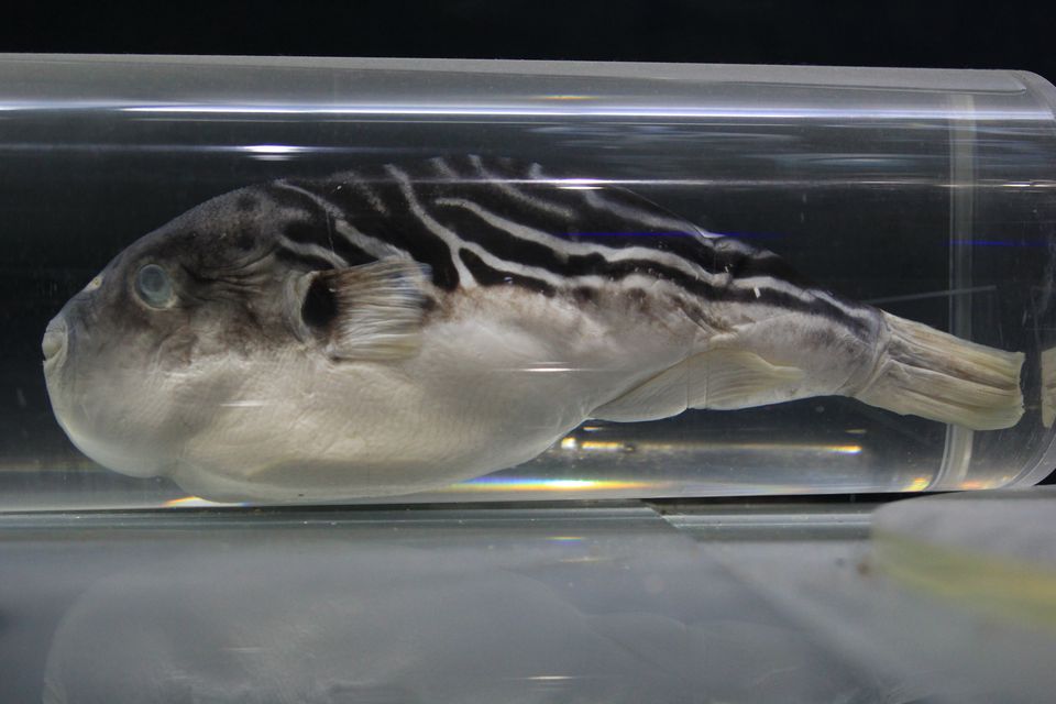 意昂体育4欧冠直播