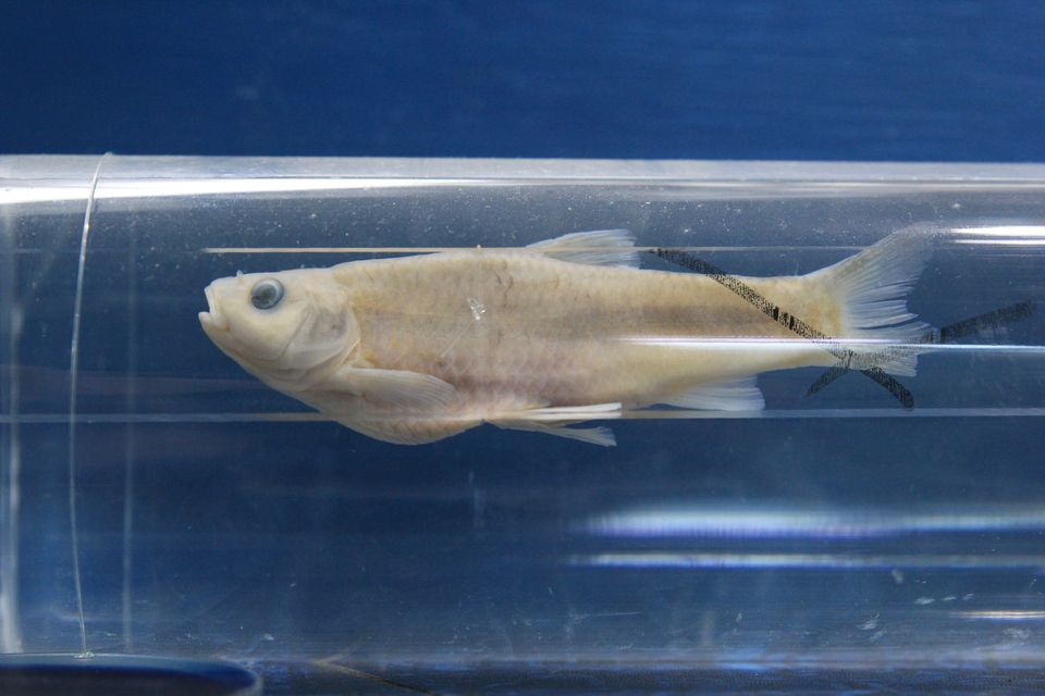 意昂体育4欧冠直播