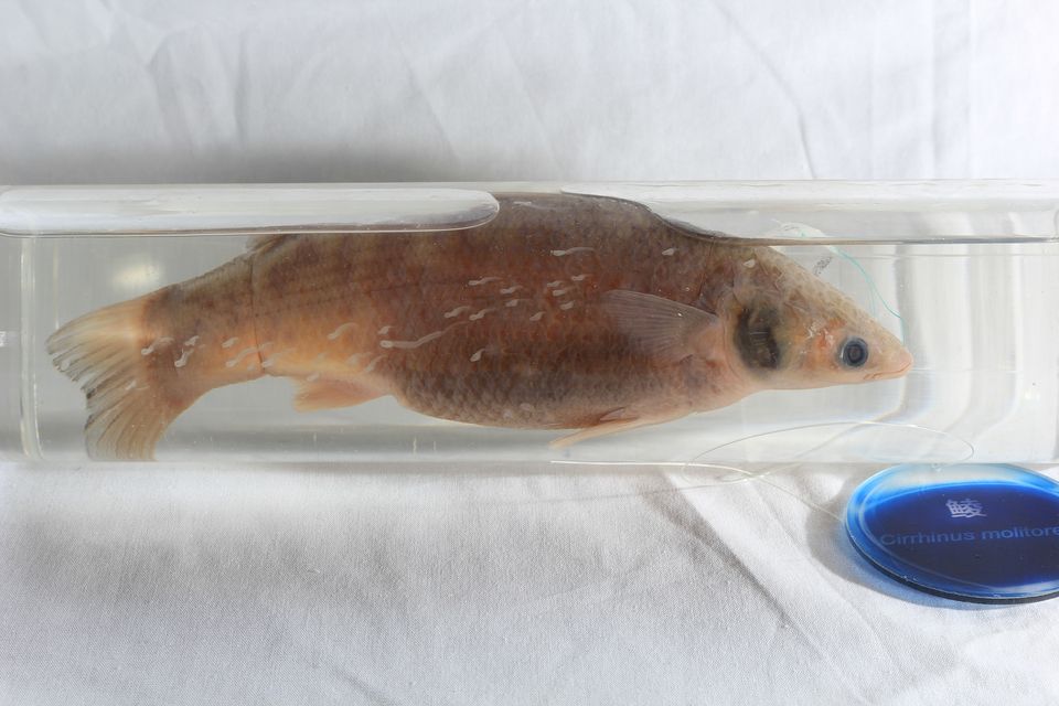 意昂体育4指定入口