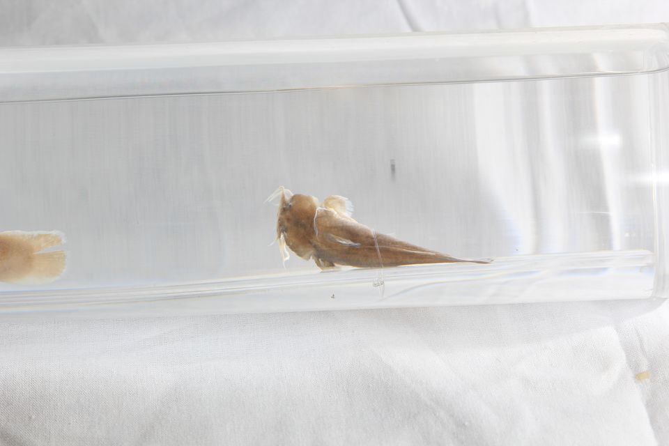 意昂体育4欧冠直播