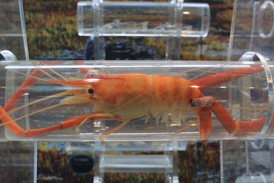 意昂体育4加速节点