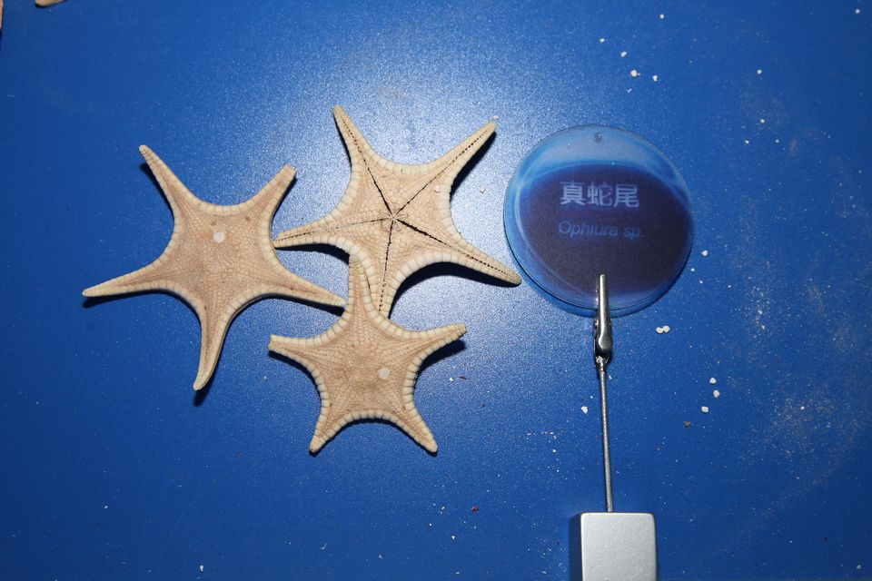 意昂体育4加速节点