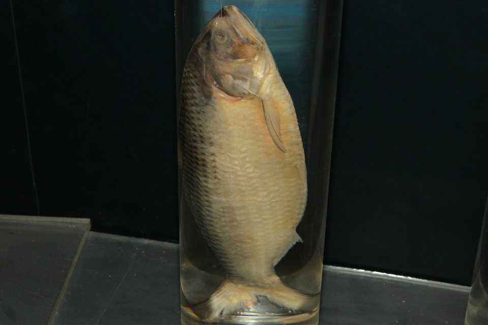 意昂体育4平台