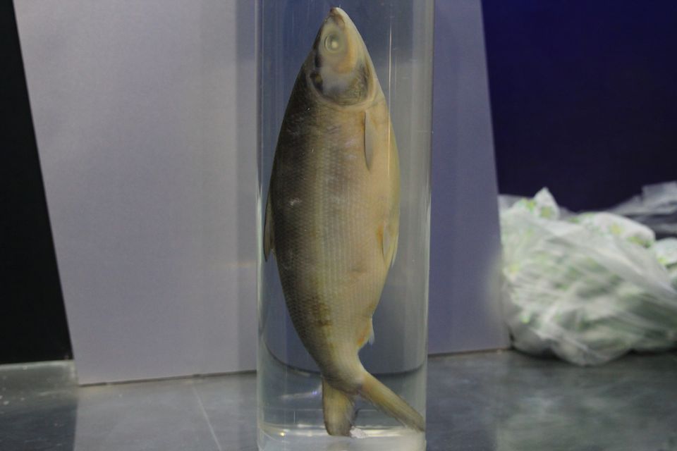 意昂体育4加速节点