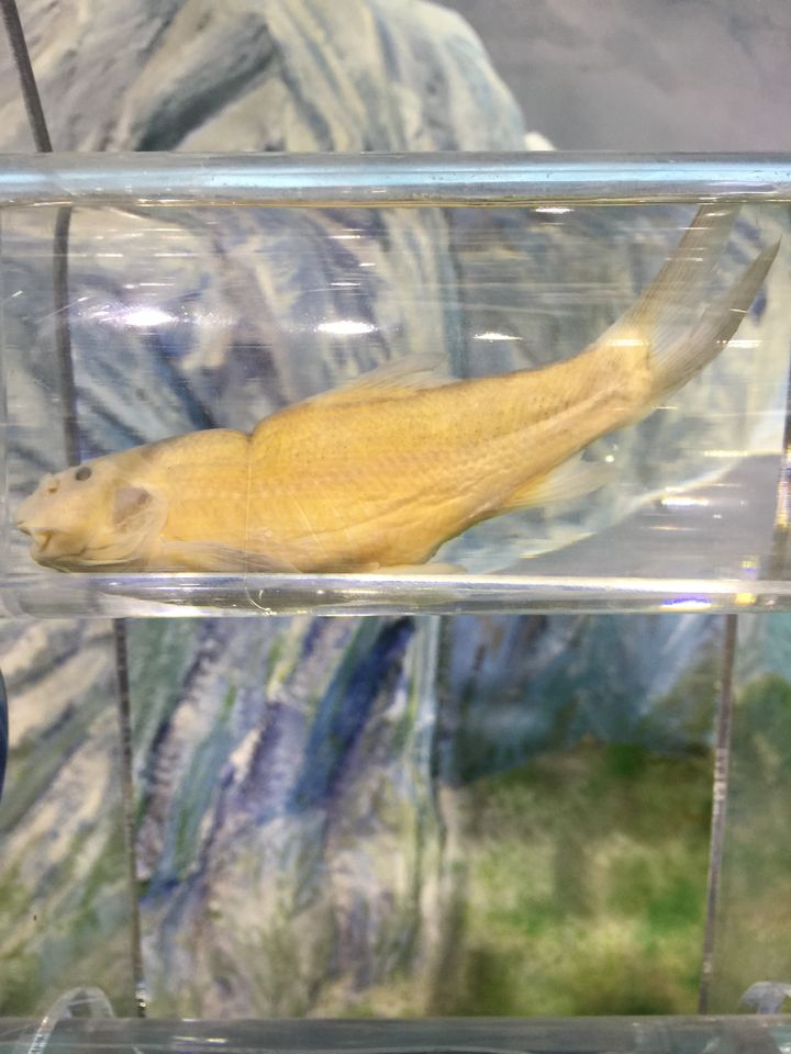 意昂体育4安全通道