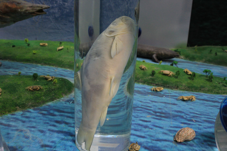意昂体育4欧冠直播