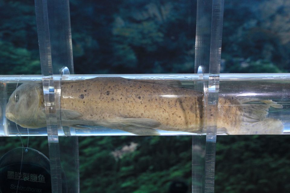 意昂体育4平台