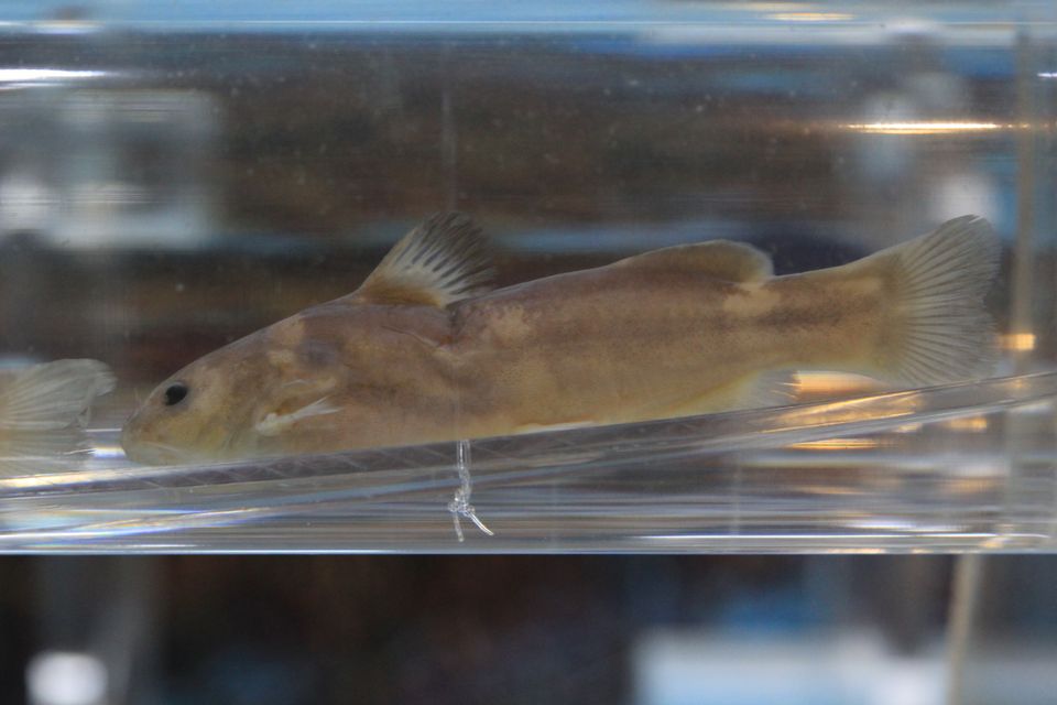 意昂体育4指定入口