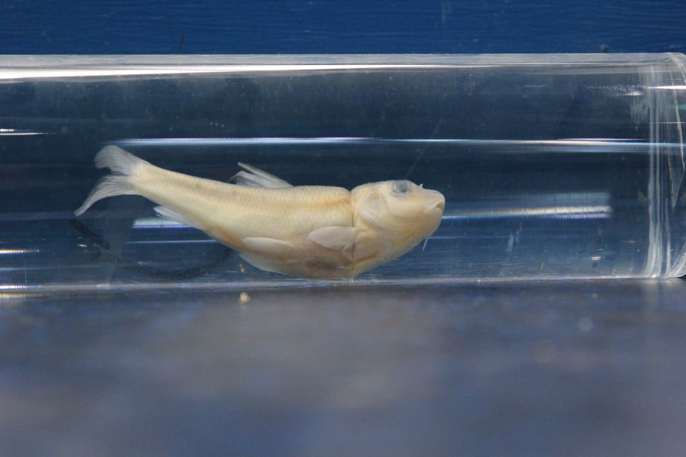 意昂体育4核心通道