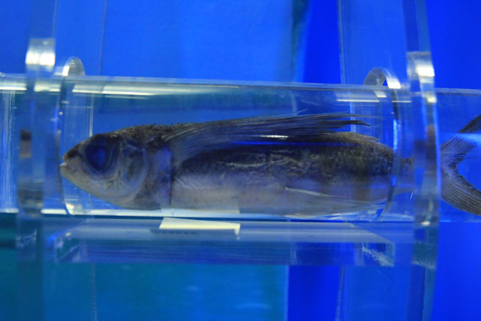 意昂体育4直播