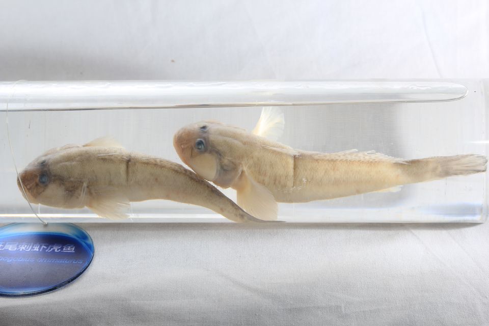 意昂体育4指定入口