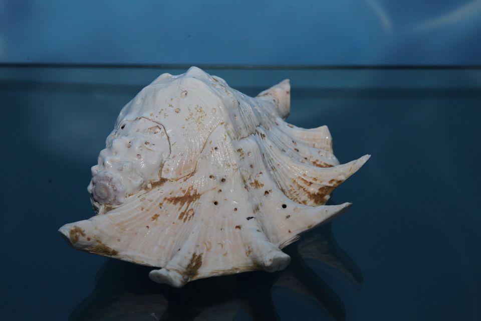意昂体育4核心通道