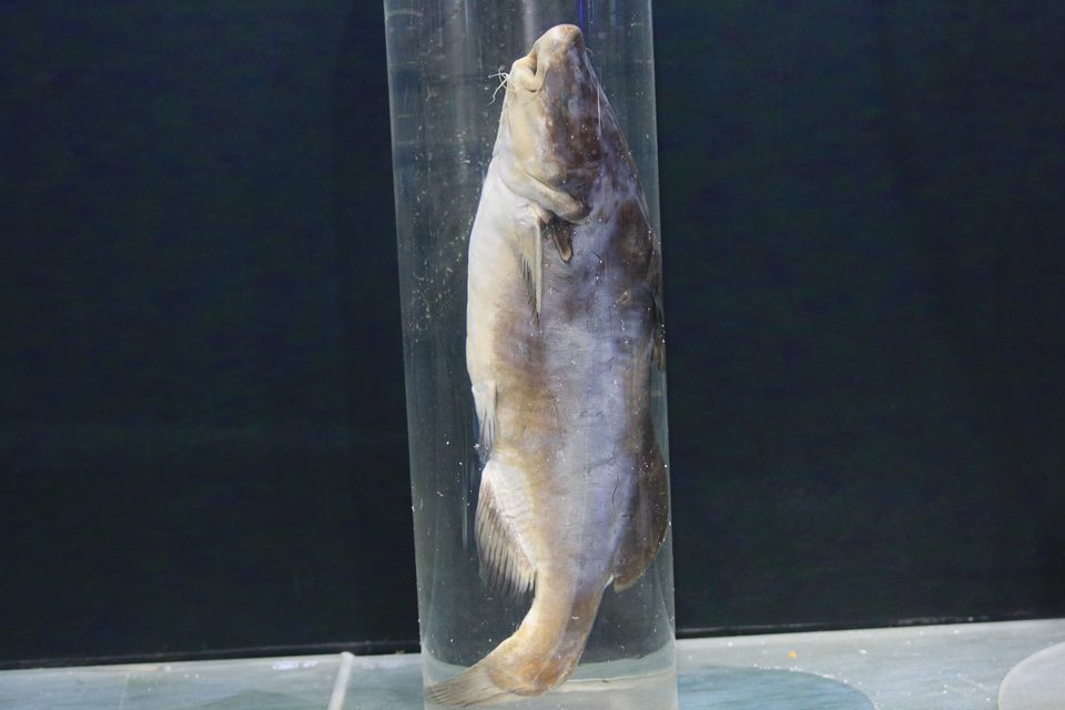 意昂体育4欧冠直播